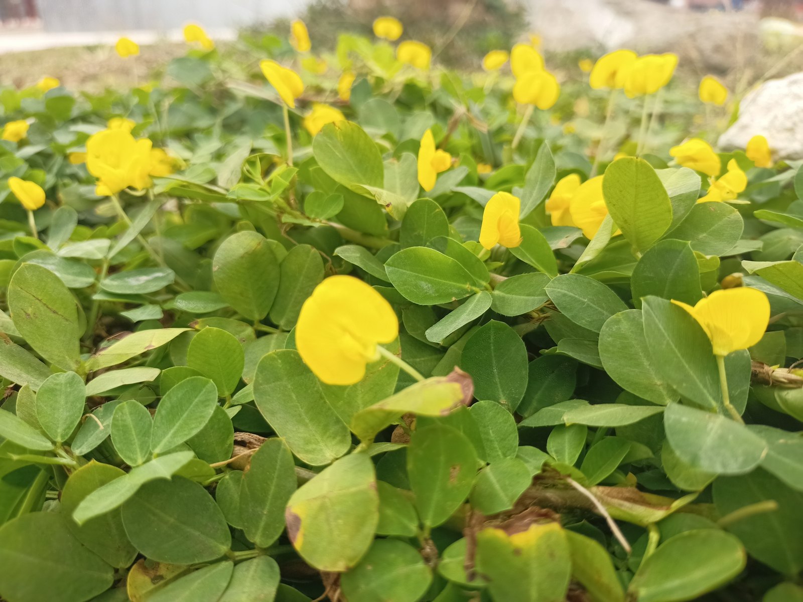 Folhagem densa de grama amendoim com flores amarelas