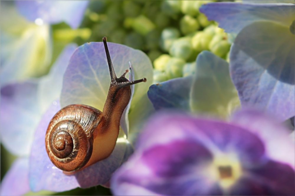 Caracol atancando o Jardim