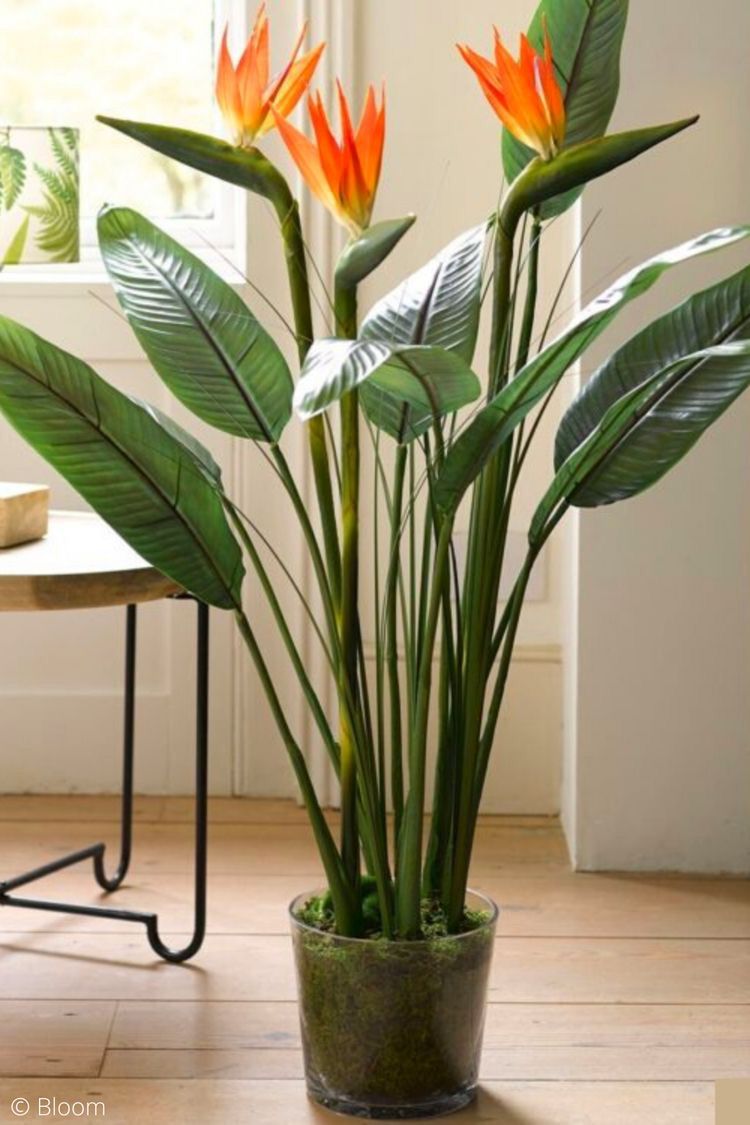 estrelítzia ave do paraíso strelitzia reginae