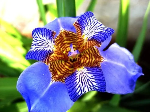 falso íris neomarica caerulea