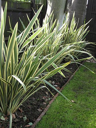 formio phormium tenax espécie variegata