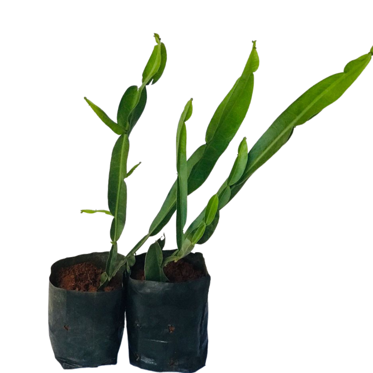 Plantas Medicinais e Comestíveis, mudas do nosso viveiro