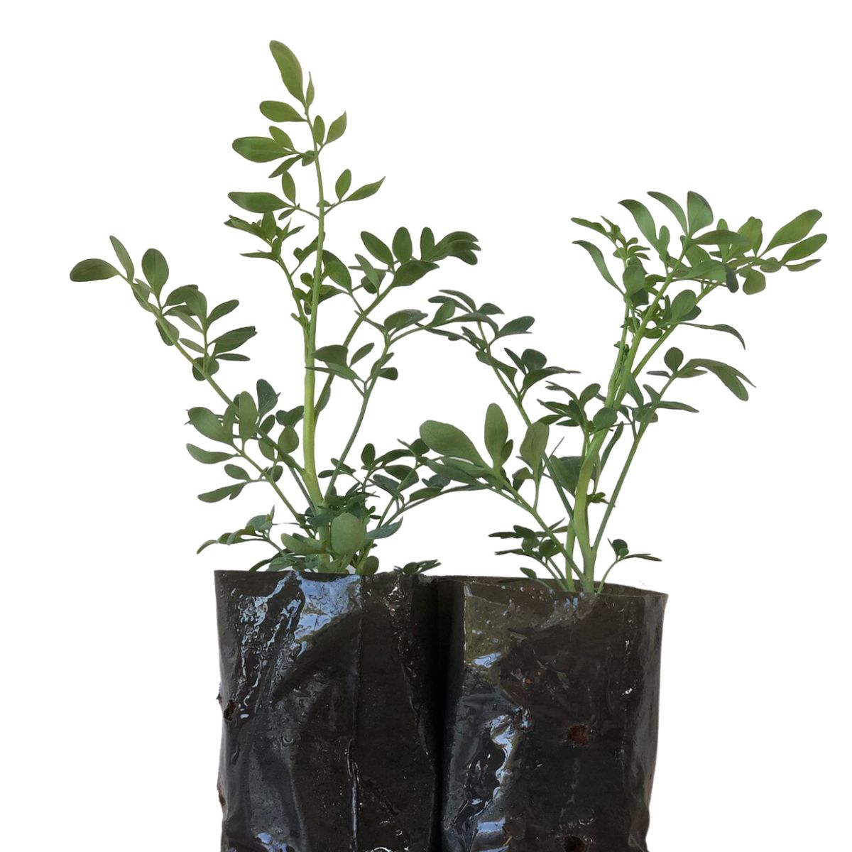 Arruda - Ruta graveolens -  No  Saquinho