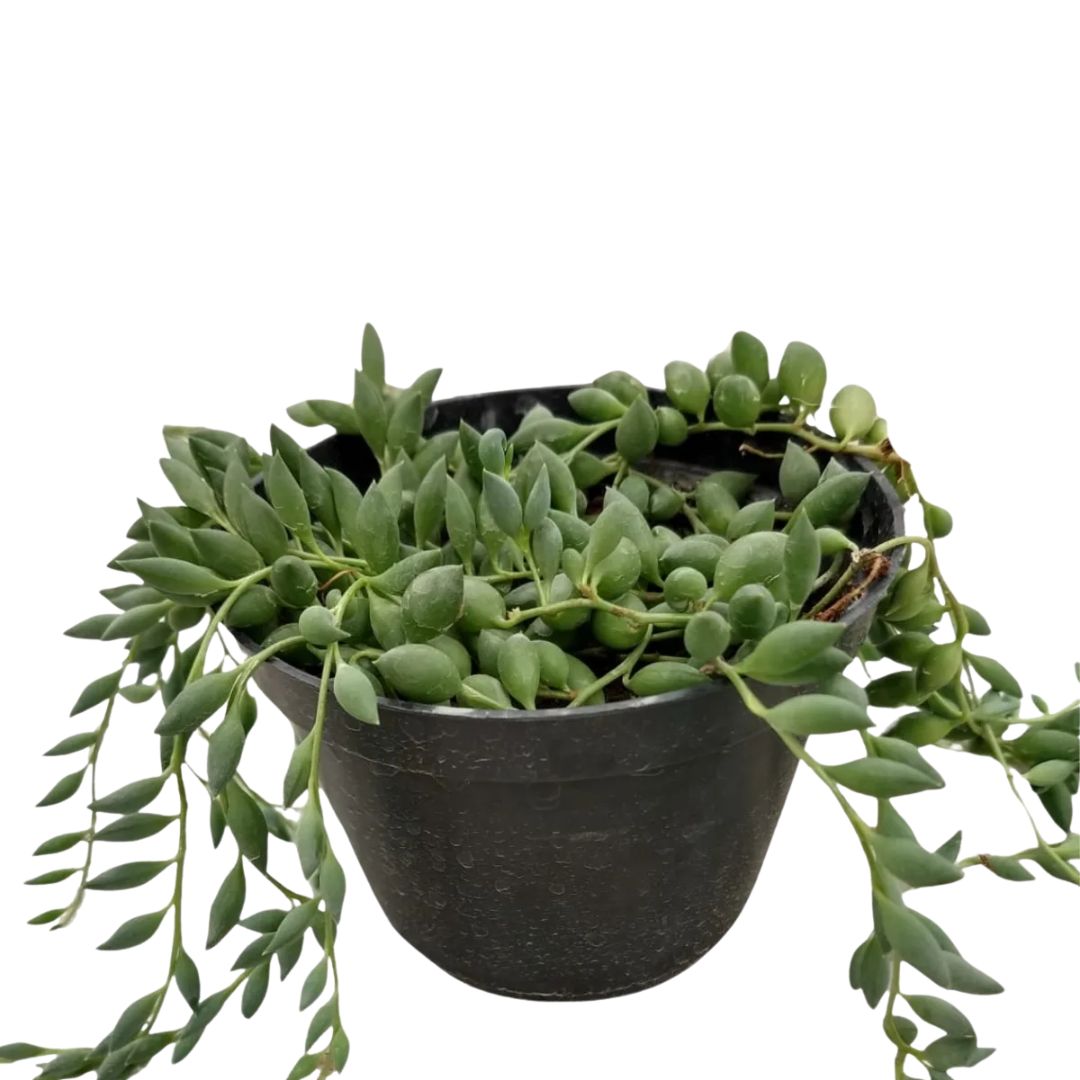 Suculenta Colar-de-Azeitona- Senecio herreianus Cuia 14