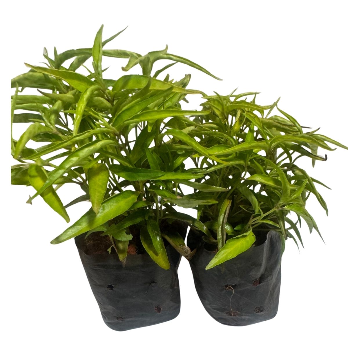 Doril / Chambá (Justicia Pectoralis) - Erva Medicinal