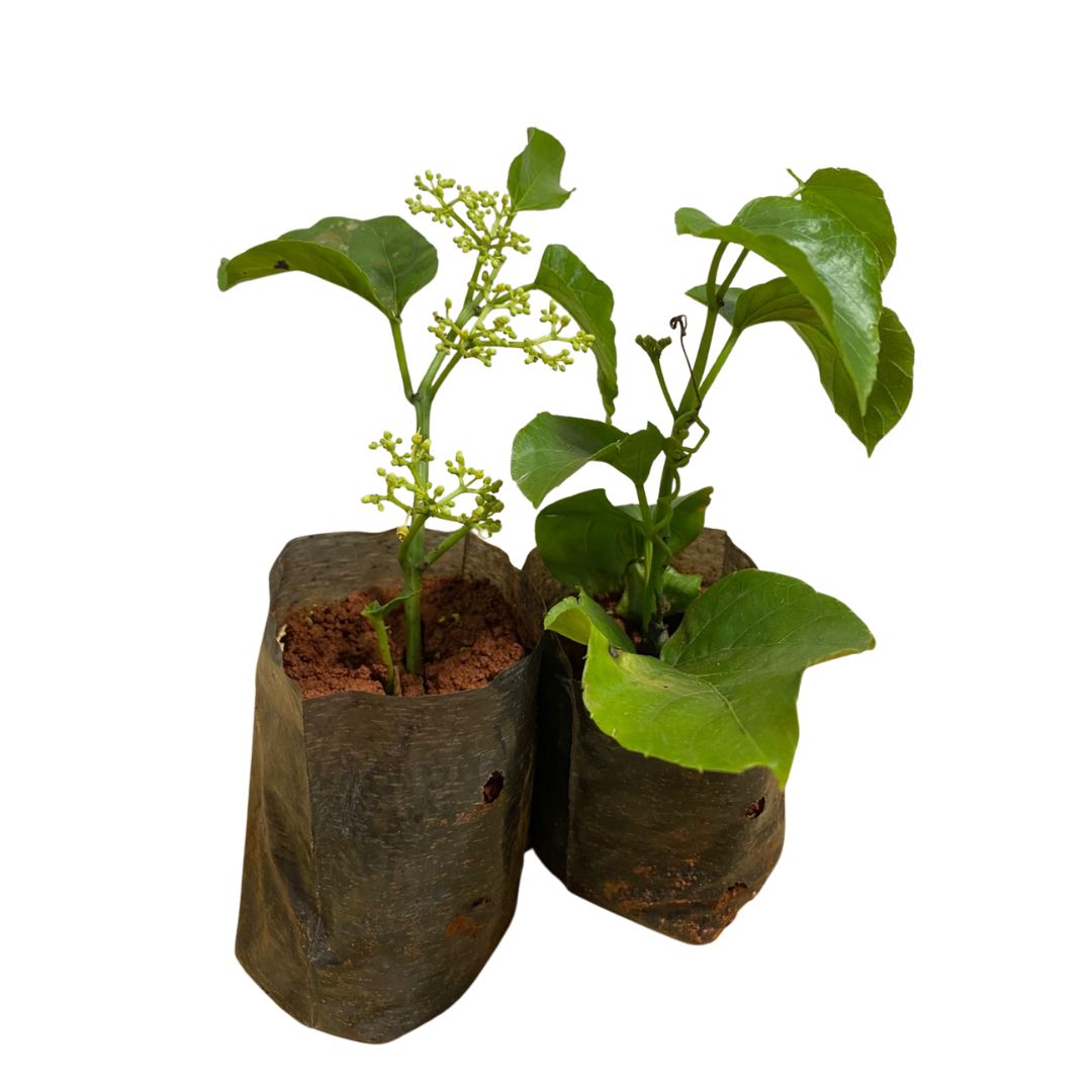 Muda De Planta Anil Trepador (insulina Vegetal) Saquinho