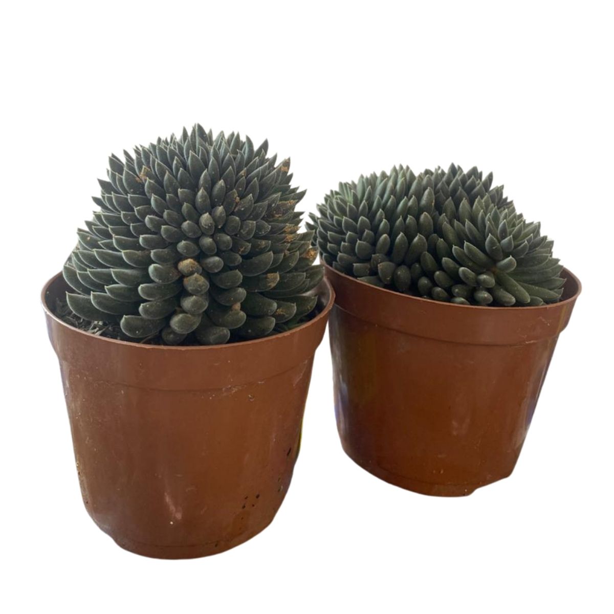 2 Mudas Suculenta Ouriço (Sinocrassula yunnanensis) - Pote 9