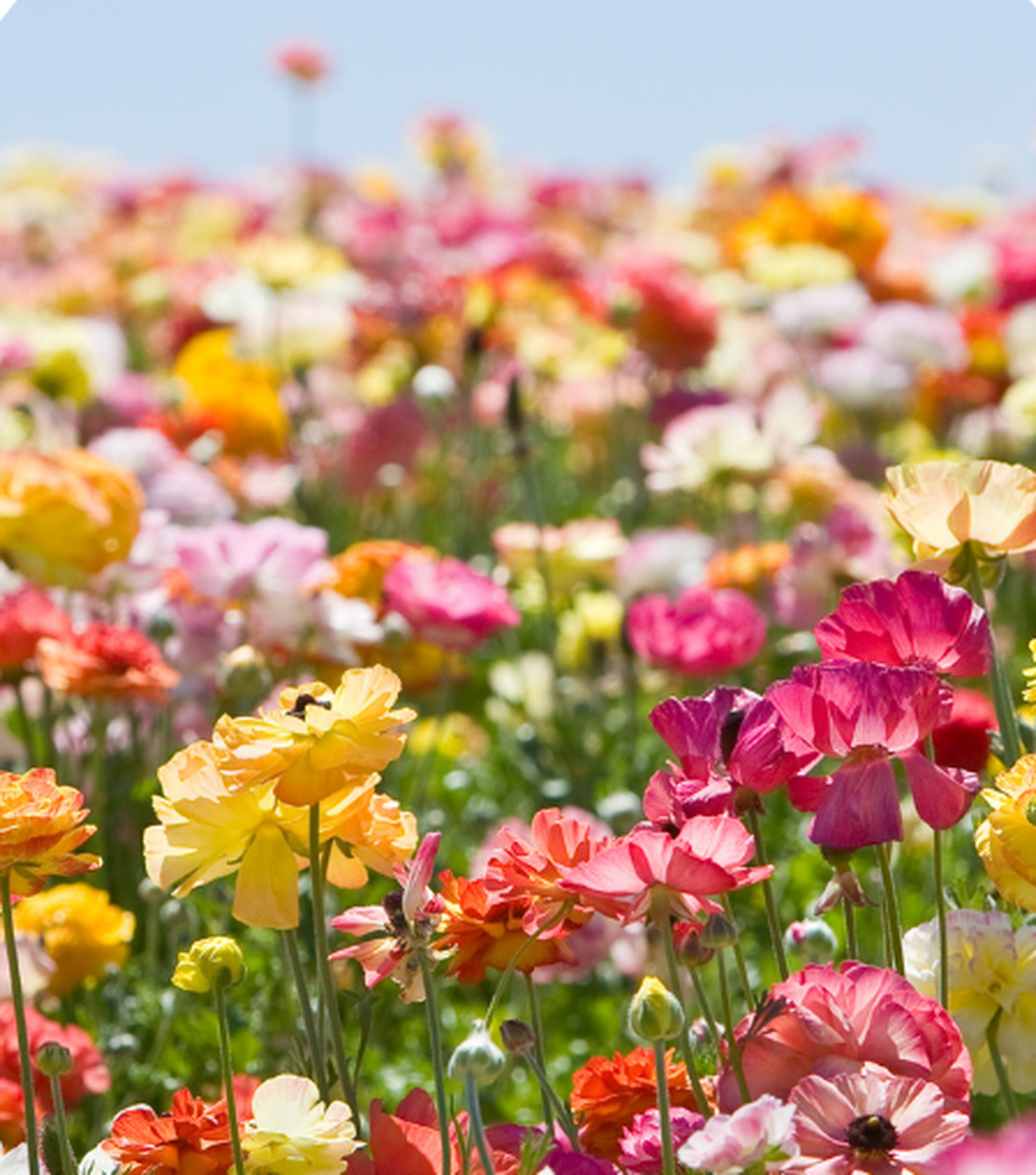 Campo de ranúnculos coloridos em flor