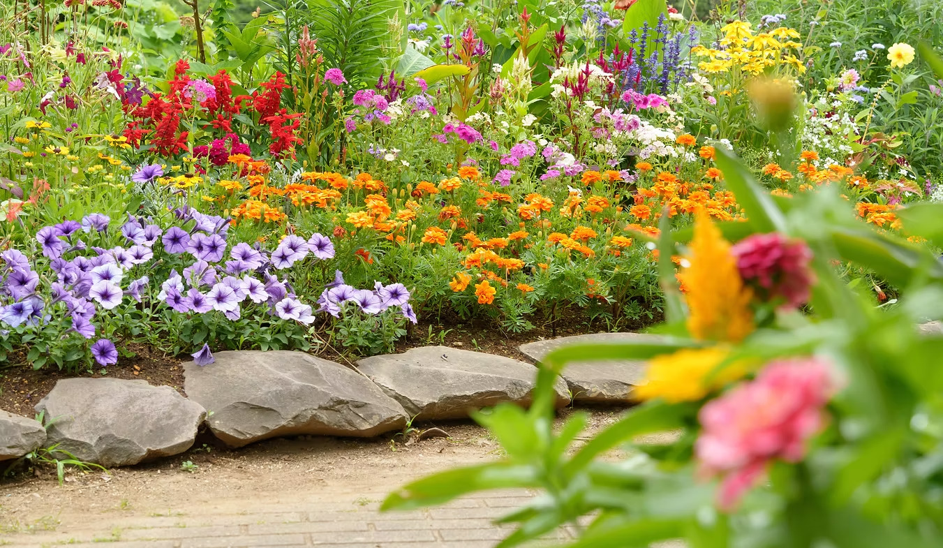 Canteiro de jardim com petúnias, cravos-de-defunto e sálvias em flor